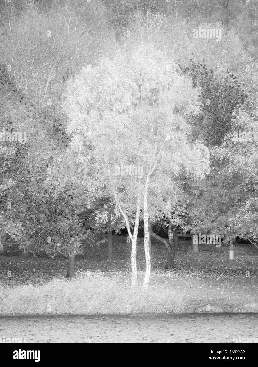 Bianco e Nero albero, paesaggio di autunno alberi, sul bordo della Virginia Water, la valle di giardini, Windsor Great Park Surrey, Inghilterra, Regno Unito, GB. Foto Stock