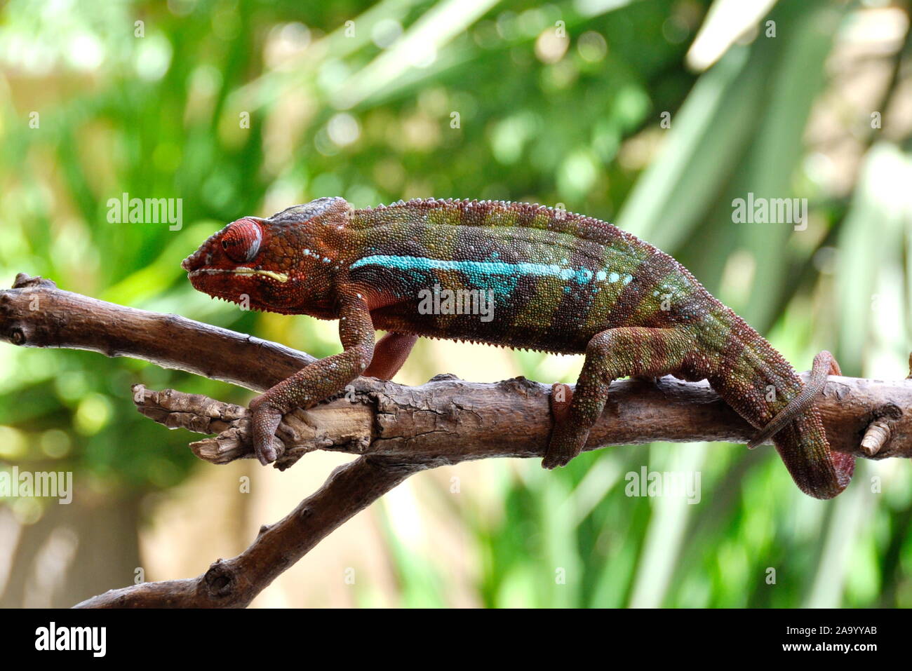 Panther Chameleon Furcifer pardalis su un ramo Foto Stock