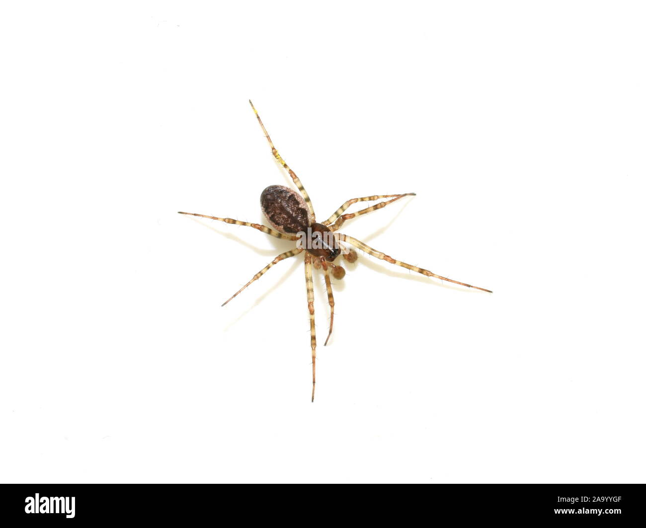 Linyphia dwarf spider isolati su sfondo bianco Foto Stock