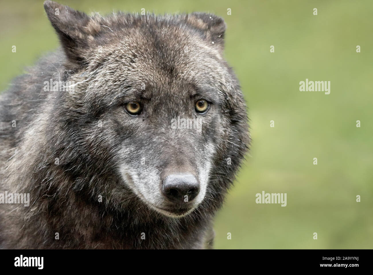 Ritratto di un comune lupo (Canis lupus) e verde sullo sfondo della natura Foto Stock
