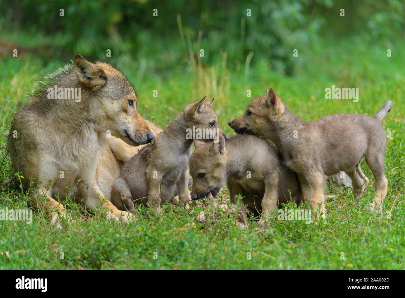 Lupo, Canis lupus Foto Stock
