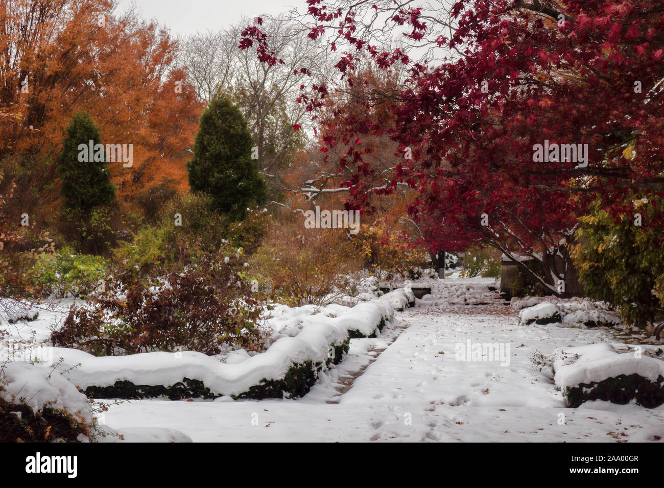 Bellissimo giardino formale in autunno coperto in un inizio di stagione nevicata Foto Stock