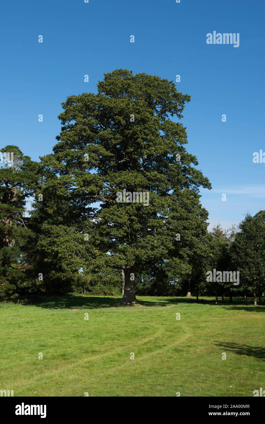 Foglie di farnia, Comune di quercia o inglese quercia (Quercus robur) con un luminoso cielo azzurro sfondo in un parco Foto Stock