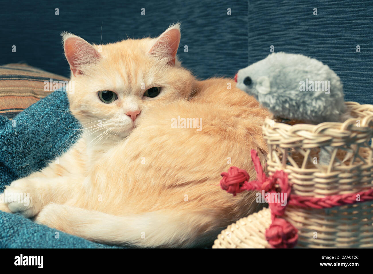 Carino crema tabby cat giace su un plaid blu accanto a un avvio di vimini e un giocattolo mouse. Foto Stock