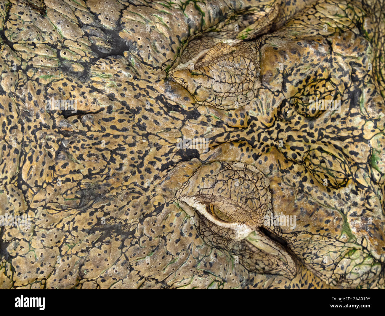 Testa e occhi di coccodrillo palustris di palustris di palude Foto Stock