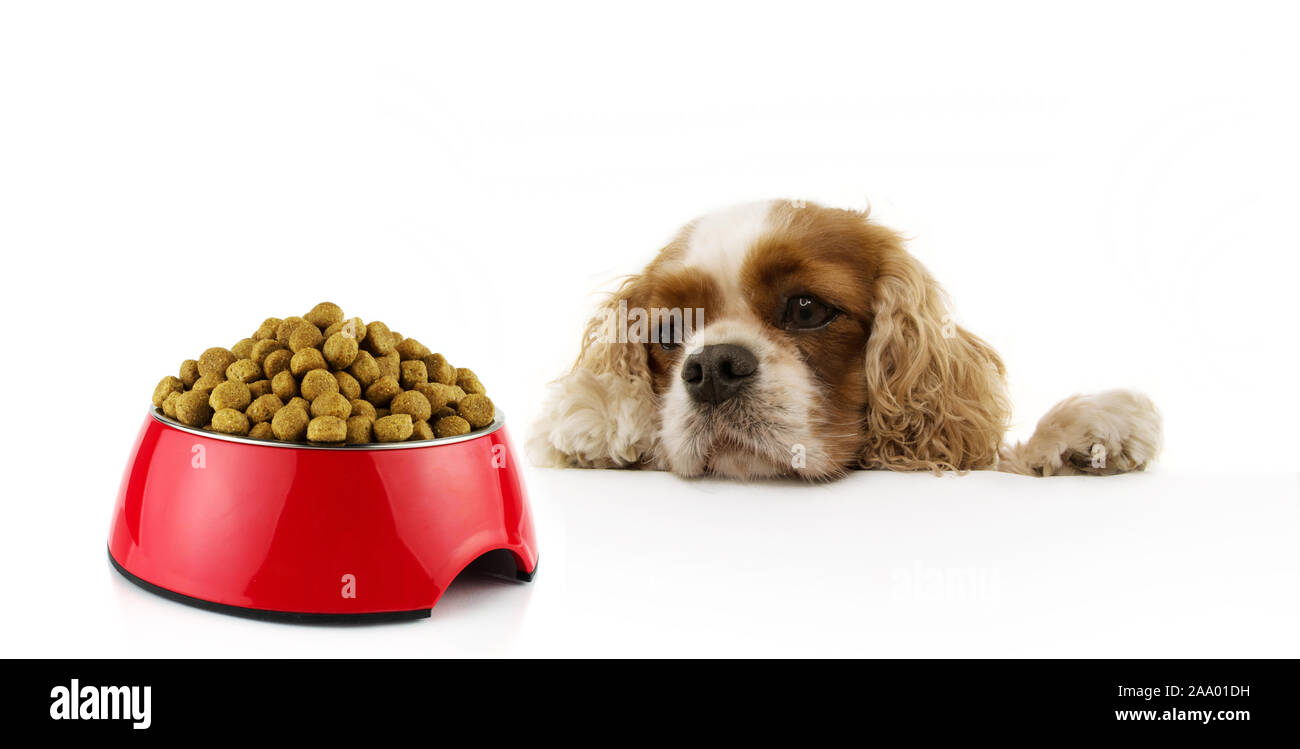 Fame cavalier cane con cibo ciotola rosso pronto a mangiare. Isolato su sfondo bianco. Foto Stock