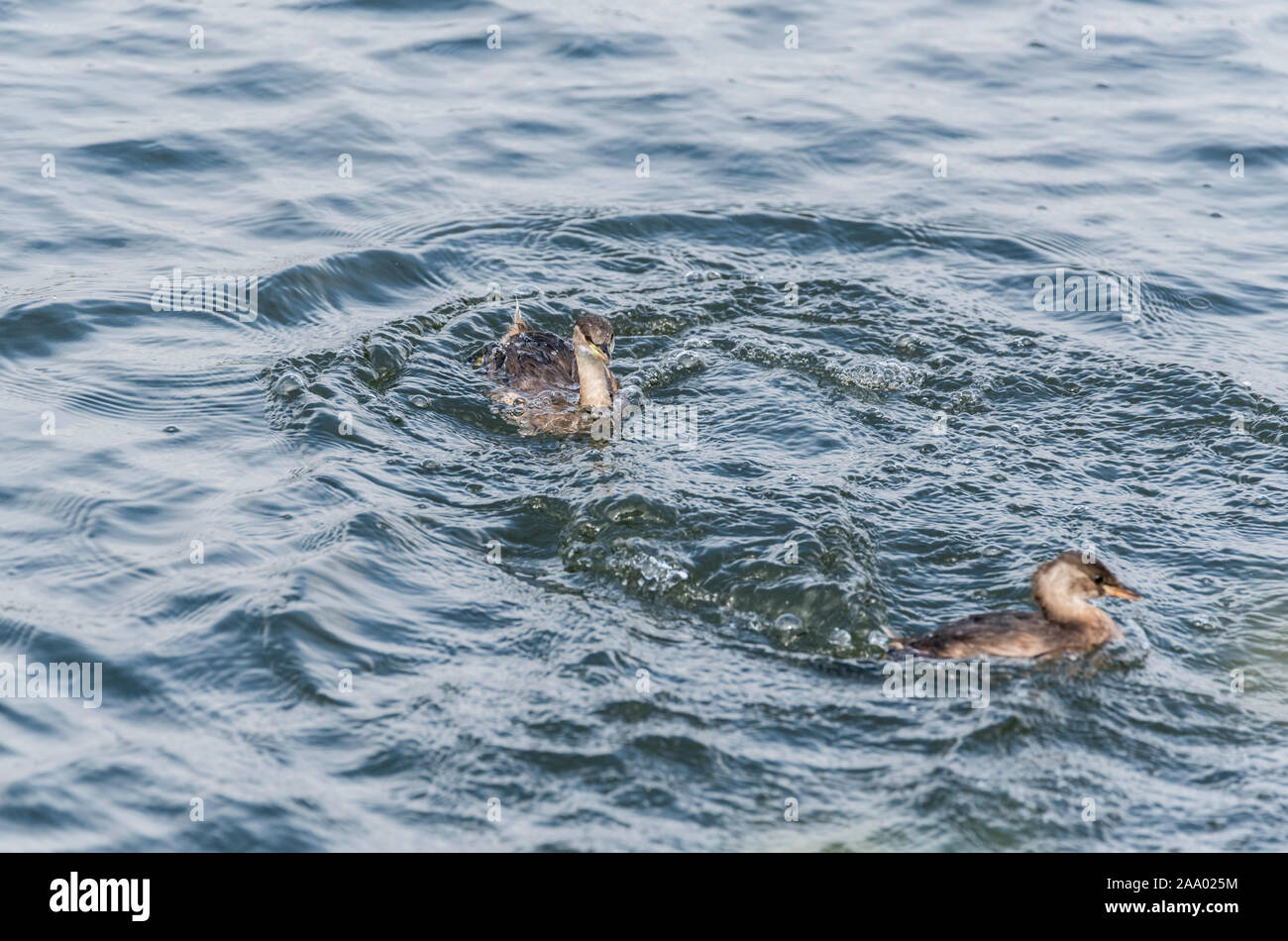 Tuffetto (Tachybaptus ruficollis) a caccia di un altro Tuffetto Foto Stock