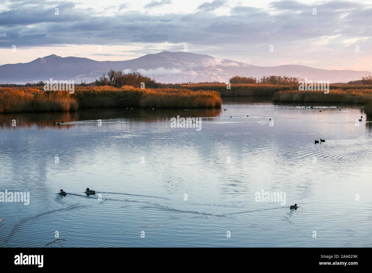 Il Parc Natural dels Aiguamolls de l'Empordà è un parco naturale situato nel nord-est della Catalogna, Spagna. Esso fa parte della baia di Roses e Foto Stock
