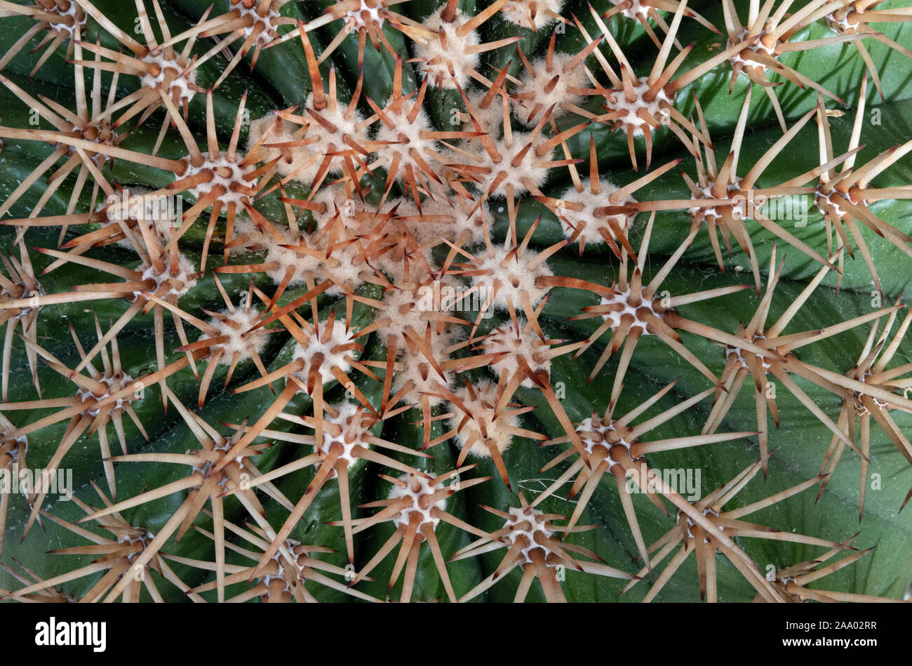 Vista ravvicinata di cactus spine. Sharp spine proteggere la pianta da erbivori. Foto Stock