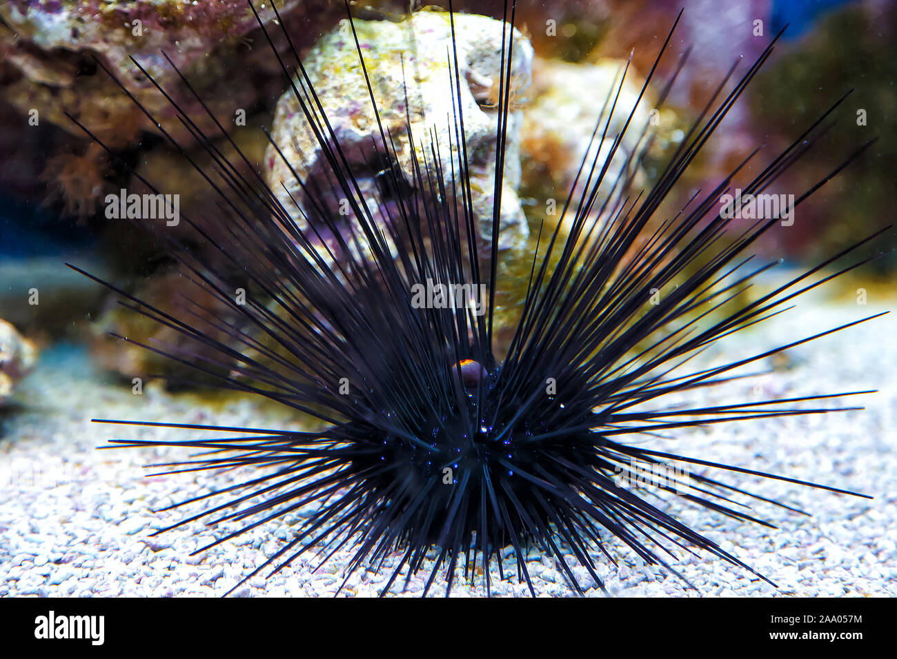 Ricci di mare con enormi picchi. Il nero dei ricci di mare nel museo marittimo Foto Stock