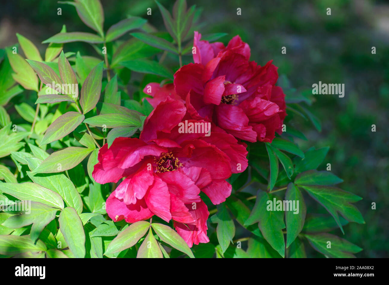 Fioritura ad albero rosso le peonie nella stagione primaverile. Foto Stock