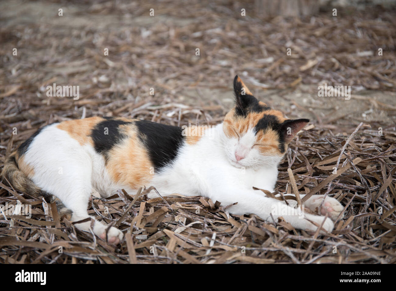 Gatto greco assonnato, Corfù Foto Stock