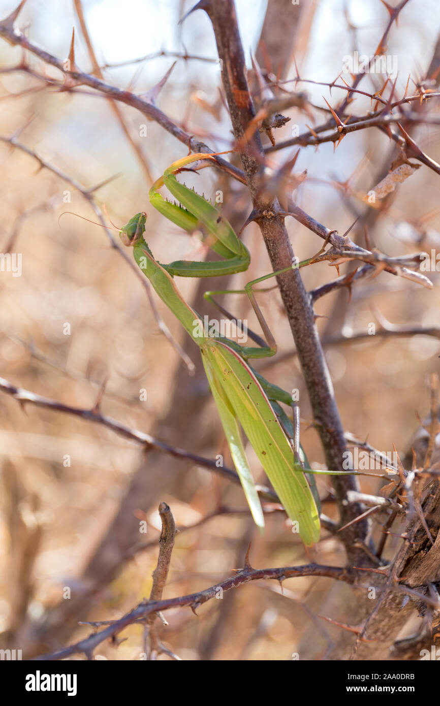 Verde che prega Mantis su prickly cespuglio Corfù, Grecia Foto Stock