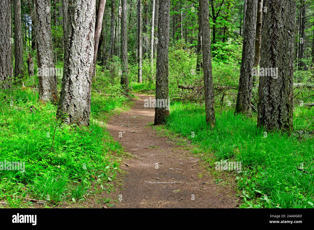 Un west coast Sentiero escursionistico attraverso un boschetto di alberi maturi sull'Isola di Vancouver British Columbia Canada. Foto Stock