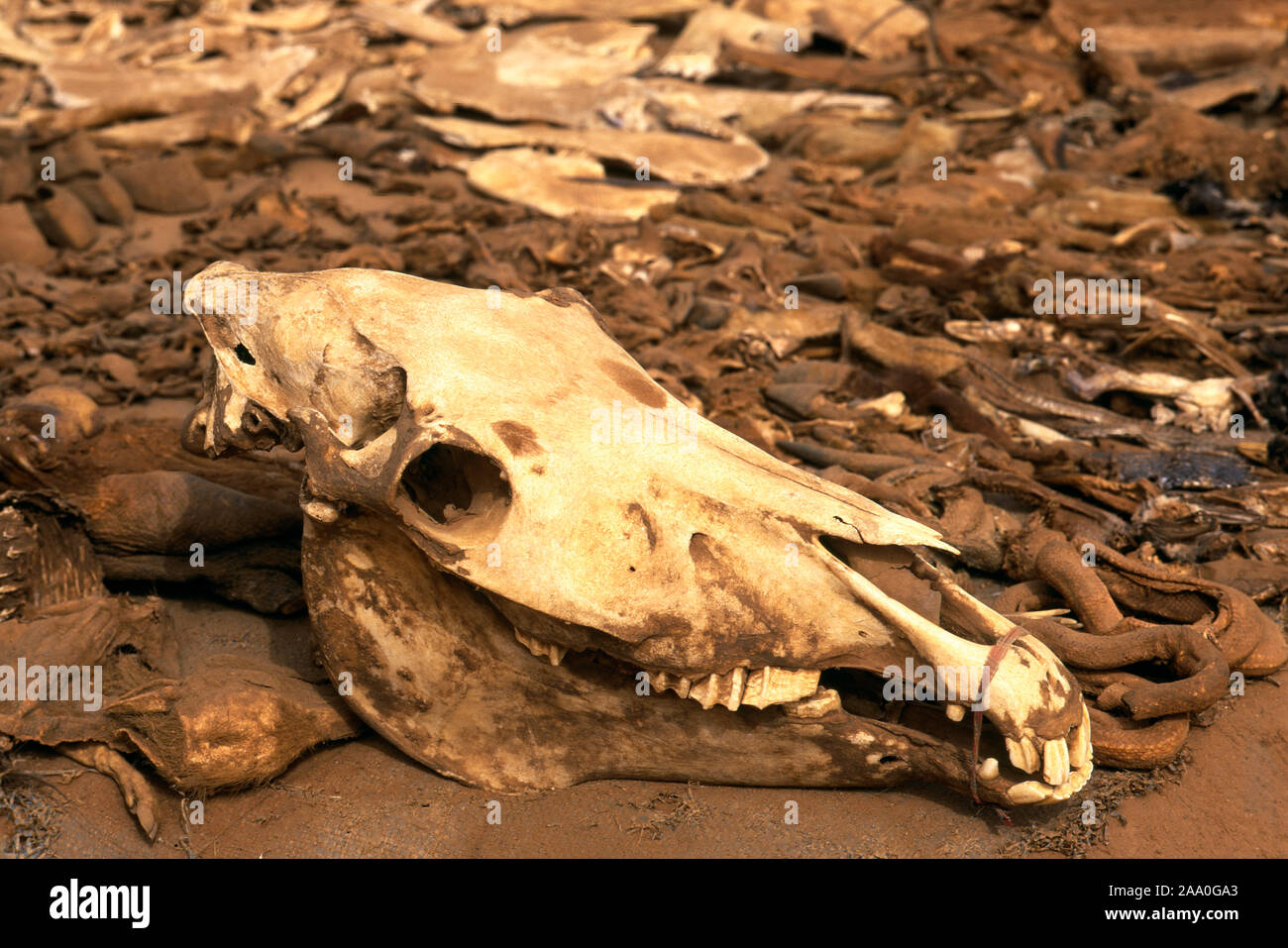 Akodessawa Fetish mercato con diversi elementi voodoo a Lomé, Togo, Africa Foto Stock