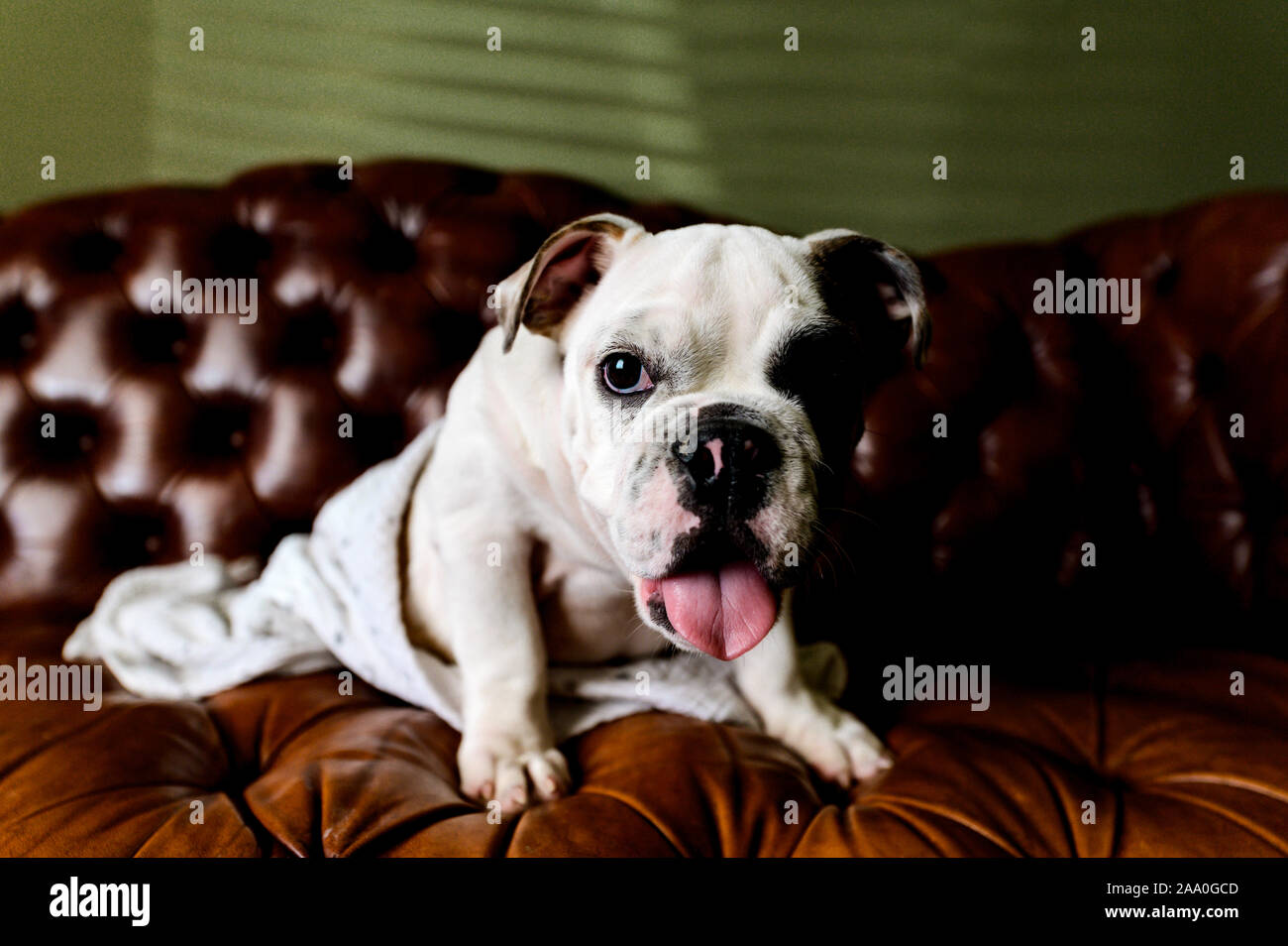 White English Bulldog cucciolo seduto sul lettino tufted avvolto in una coperta Foto Stock