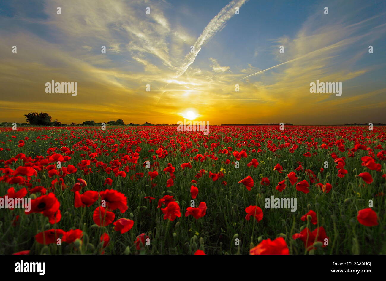 In immagine tramonto sui campi di papavero in estate Foto Stock