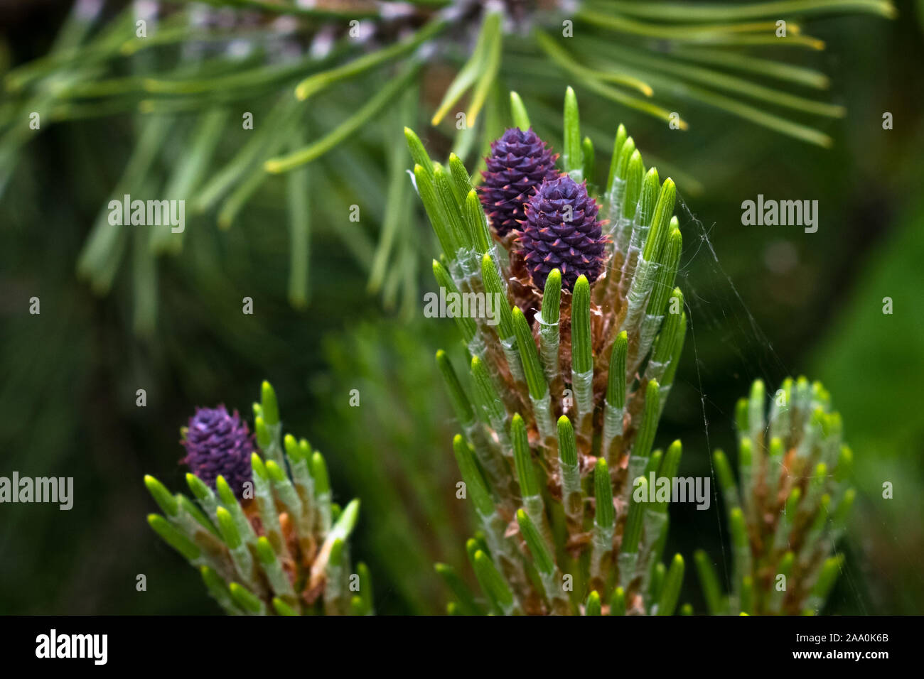 Lo sviluppo di colore viola i coni femminili di Pinus mugo mughus (pino mugo) durante la primavera Foto Stock