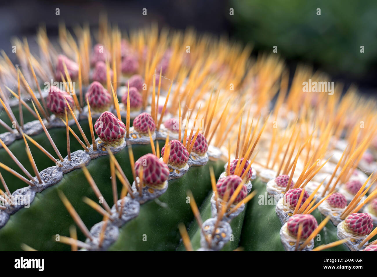 Primo piano di un cactus spinoso, Jardin de Cactus, Lanzarote, Spagna Foto Stock
