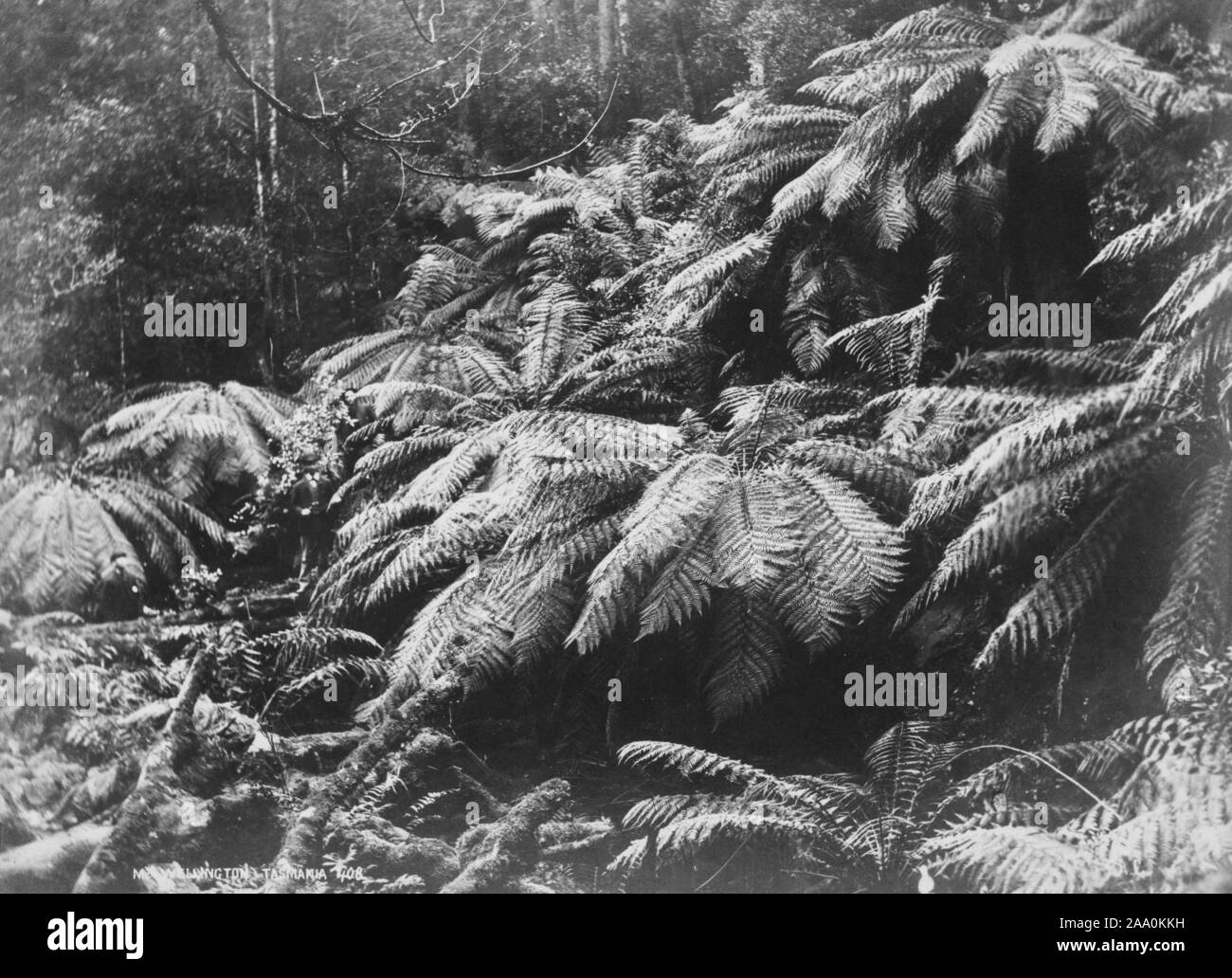 Il nero e il bianco paesaggio fotografia di una fitta area boschiva a monte Wellington vicino a Hobart, in Tasmania, Australia, dal fotografo Frank Coxhead, 1885. Dalla Biblioteca Pubblica di New York. () Foto Stock
