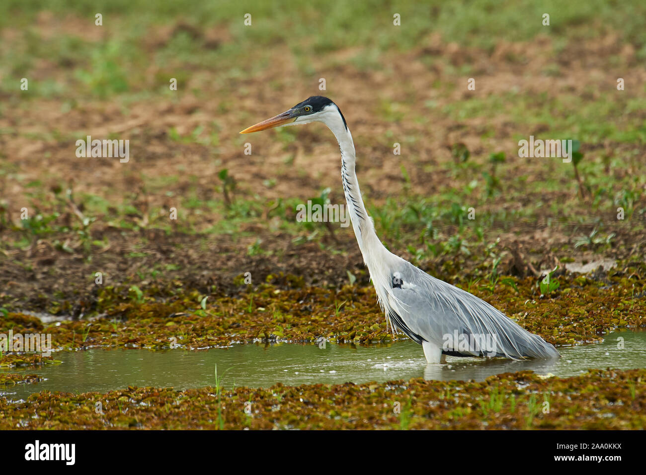 Cocoi airone rosso (Ardea cocoi), il Pantanal, Mato Grosso, Brasile Foto Stock