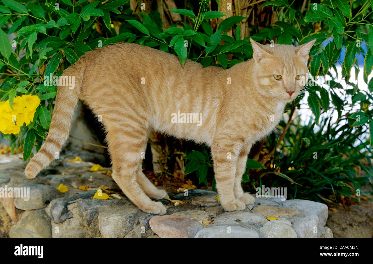 Rote Hauskatze steht auf einer Steinmauer unter einem Busch Foto Stock