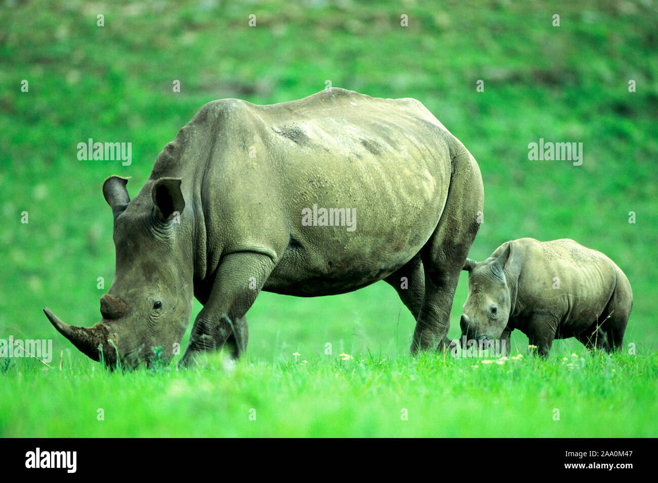 Nashorn, Breitmaulnashorn, (Ceratotherium simun), Foto Stock