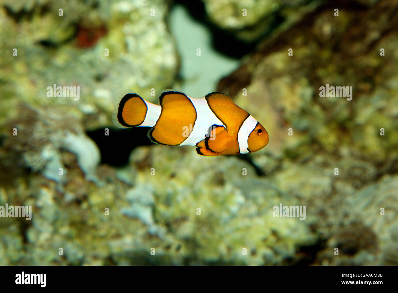 Orangeringel-Anemonenfisch Foto Stock
