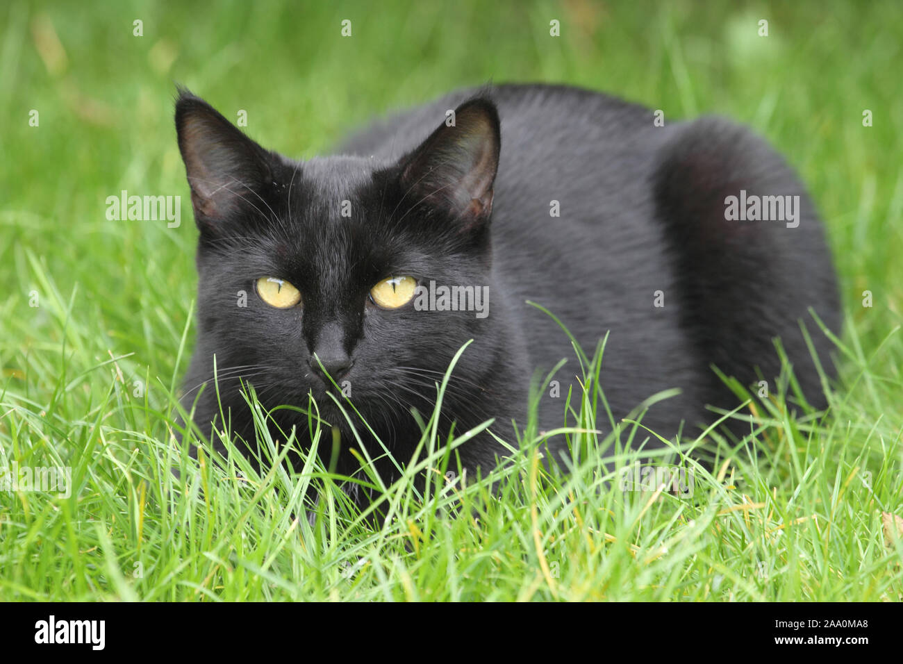 Schwarze Hauskatzen liegt im Gras nero gatto domestico giacciono in erba Felis silvestris catus Foto Stock