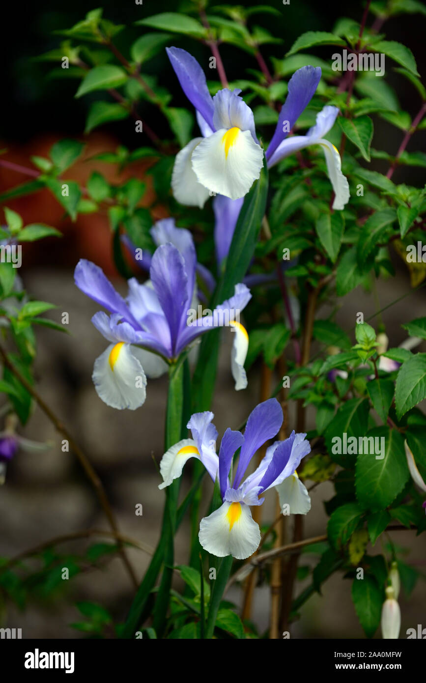 Iris x hollandica argentea bellezza,olandese iris argentea bellezza,bianco,blu,olandese iris,Molla,fiore,fiori,giardino,RM Floral Foto Stock