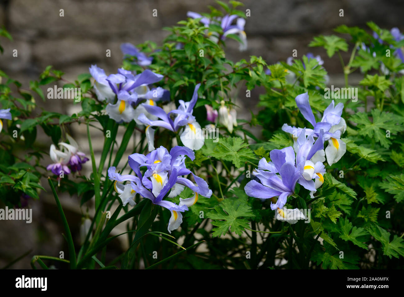 Iris x hollandica argentea bellezza,olandese iris argentea bellezza,bianco,blu,olandese iris,Molla,fiore,fiori,giardino,RM Floral Foto Stock