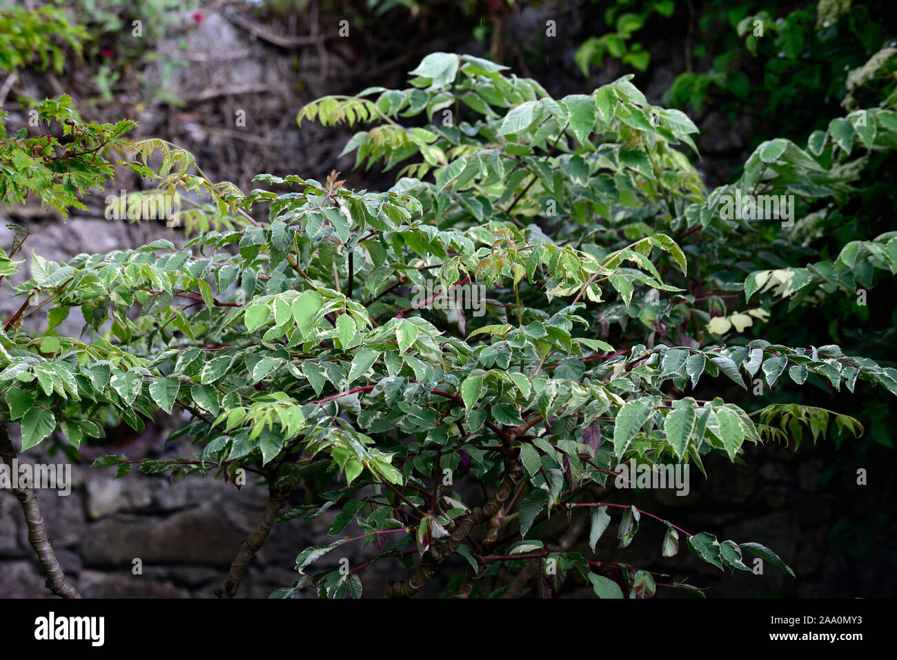 Aralia elata argento,ombrello Ombrello argento variegato Devil's Bastone,Cinese struttura angelica,giapponese albero angelica, coreano angelica tree,foglie Foto Stock