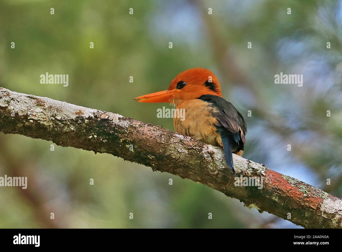 Giallo-fatturati Kingfisher (Syma torotoro torotoro) maschio adut appollaiato sul ramo Varirata National Park, la Papua Nuova Guinea Giugno Foto Stock