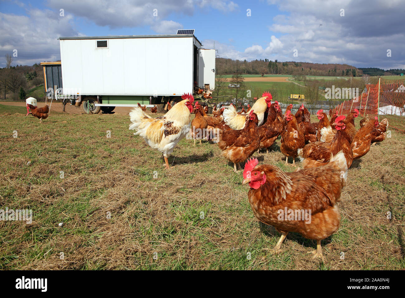 In Hühner Freilandhaltung mit Auslauf auf einer Wiese. Im Hintergrund steht ein mobiles Hühnerhaus. Foto Stock