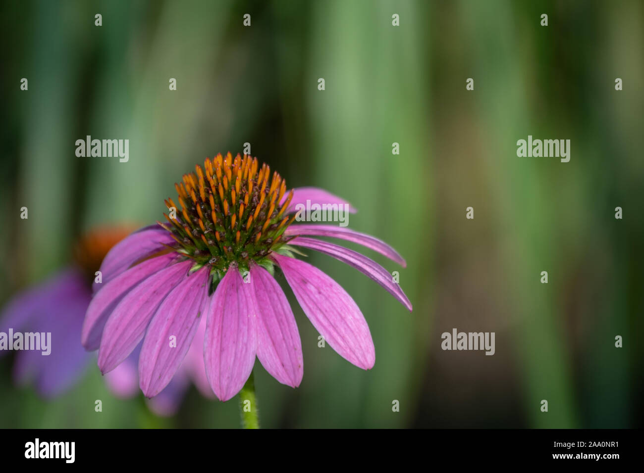 La pianta di echinacea è comunemente chiamato coneflowers e sono entrambe belle vistose fioriture e per la medicina popolare. Bokeh effetto. Foto Stock