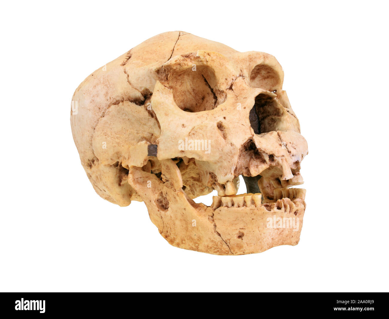 Stammesgeschichte der Menschheit, Evolution der Menschen, Stammbaum des Menschen, Schaedelreplik von Homo Heidelbergensis (Atapuerca). Foto Stock