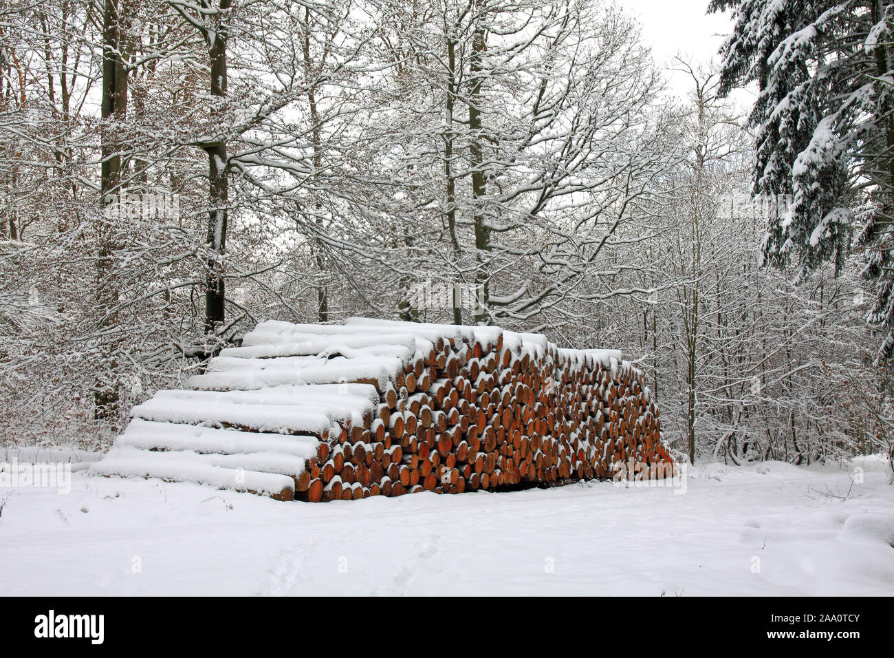 Forstwirtschaft, Holzstämme im inverno Foto Stock