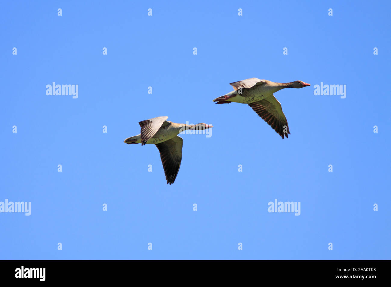 Fliegende Graugänse (Anser anser) Foto Stock