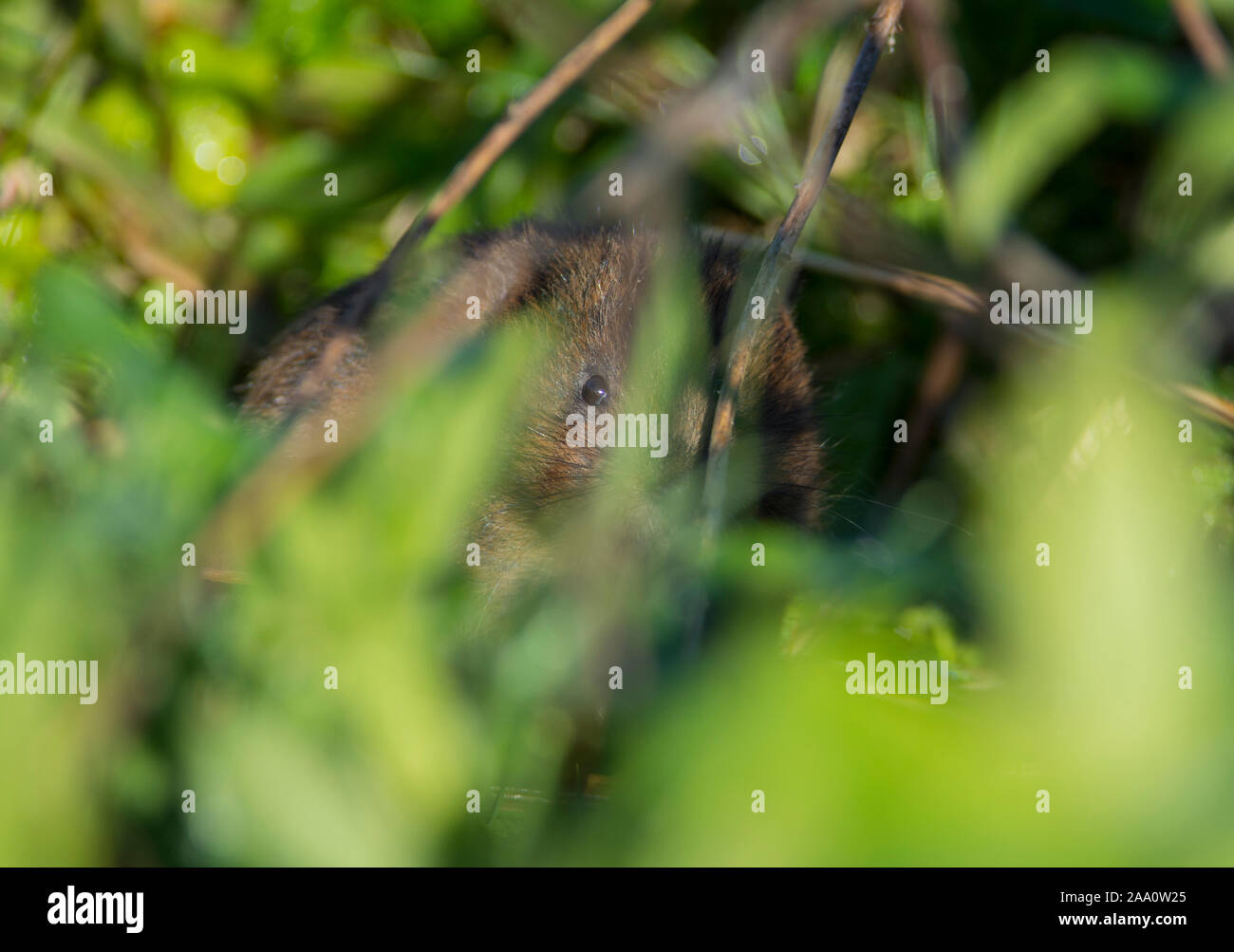 European Water Vole (Arvicola anfibi) sulla banca di un flusso al sole nel South Yorkshire. Foto Stock