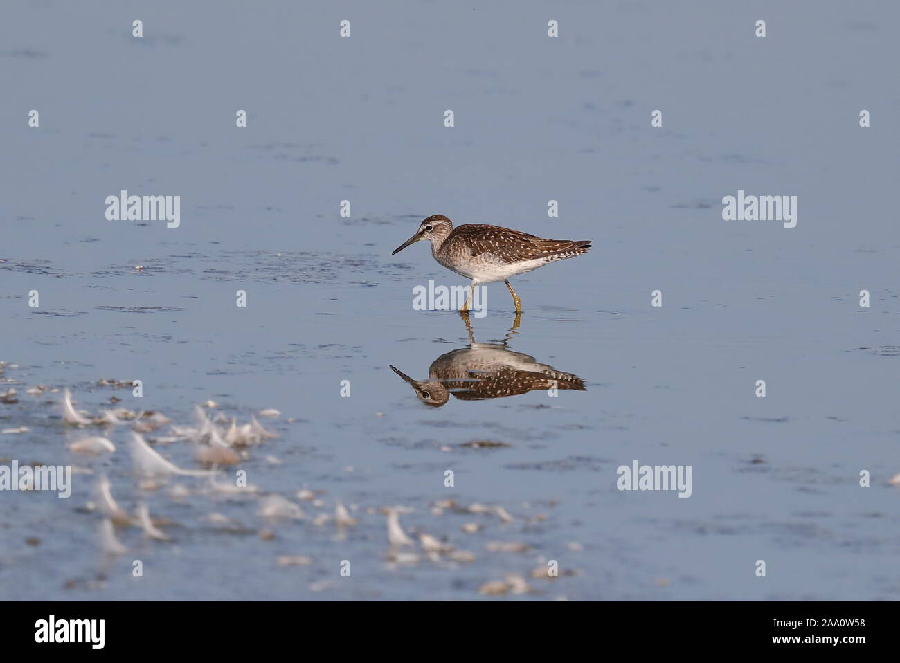 Wood Sandpiper sul passaggio Foto Stock