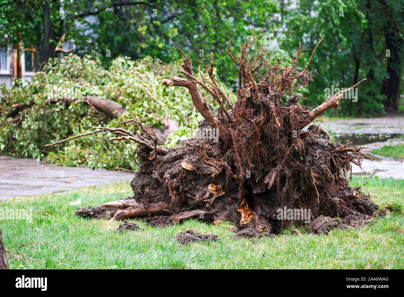 Danni provocati dalla tempesta. Albero caduto dopo una tempesta. Tornado danni provocati dalla tempesta provoca un grande albero maturo per essere spezzato e cadde a terra. Foto Stock
