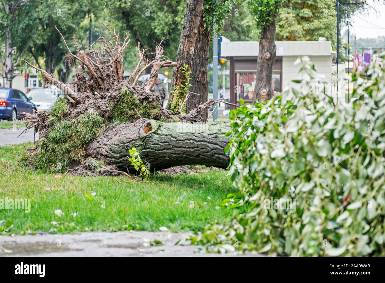 Danni provocati dalla tempesta. Albero caduto dopo una tempesta. Tornado danni provocati dalla tempesta provoca un grande albero maturo per essere spezzato e cadde a terra. Foto Stock