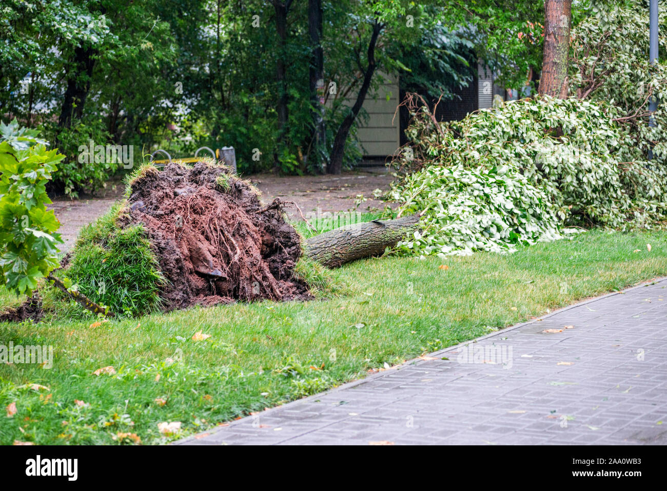 Danni provocati dalla tempesta. Albero caduto dopo una tempesta. Tornado danni provocati dalla tempesta provoca un grande albero maturo per essere spezzato e cadde a terra. Foto Stock