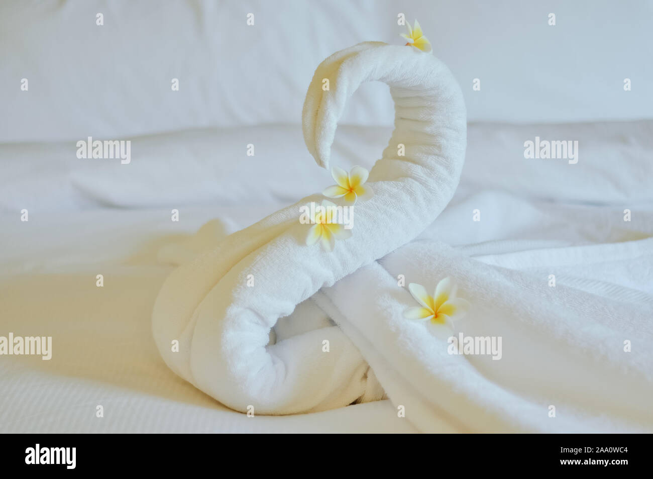 Bellissimo cigno dal bianco asciugamano da bagno decorare sul letto bianco. asciugamano swan con fiori di attualità - frangipani. Bel saluto dall'hotel. Foto Stock