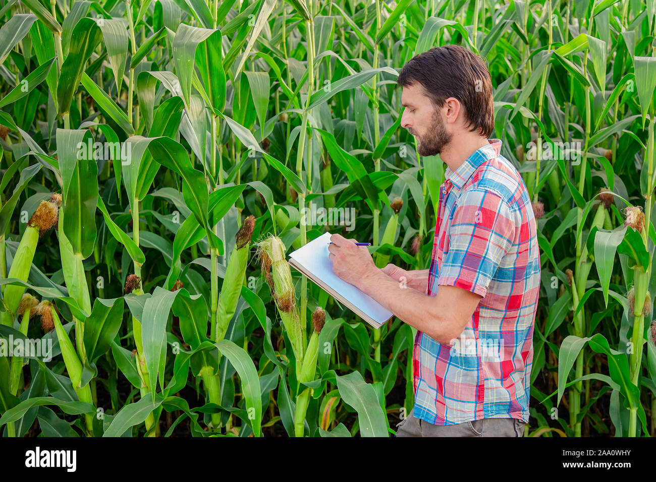 Maschio di coltivatore di piante di controllo sulla sua azienda. Concetto di agro-alimentare, ingegnere agricolo in piedi in un campo di mais con una pastiglia, scrive le informazioni. Agron Foto Stock