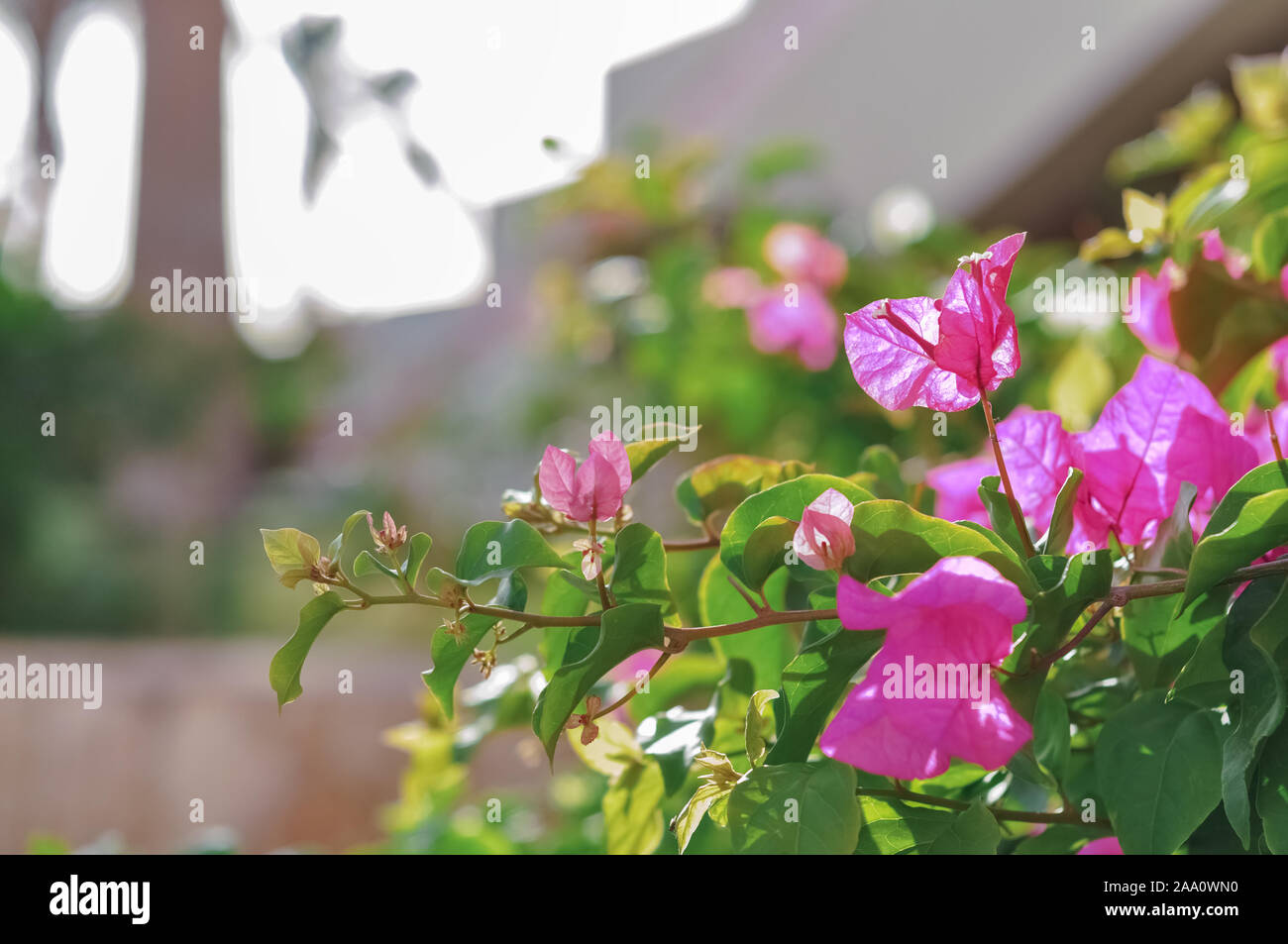 Bouganville in fiore. Rosa fiori di bouganville in fiore nel mattino nel giorno di estate, come l'esterno dell'hotel. Magenta fiori di bouganville in Foto Stock