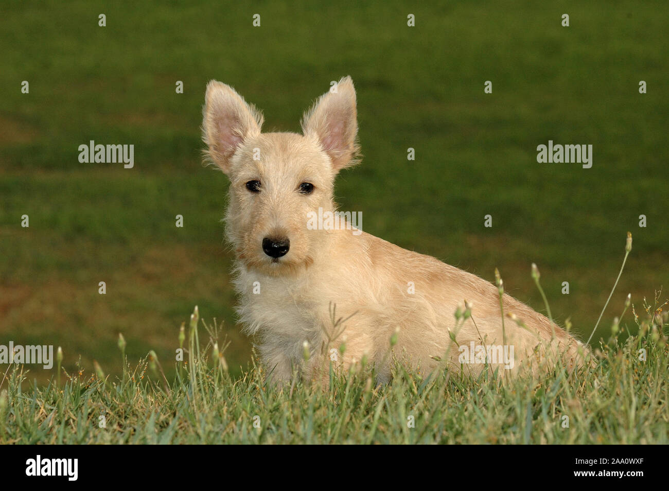 Cucciolo scozzese di Terrier, razza di terrier, cacciatore di burrow e esemplare aziendale Foto Stock