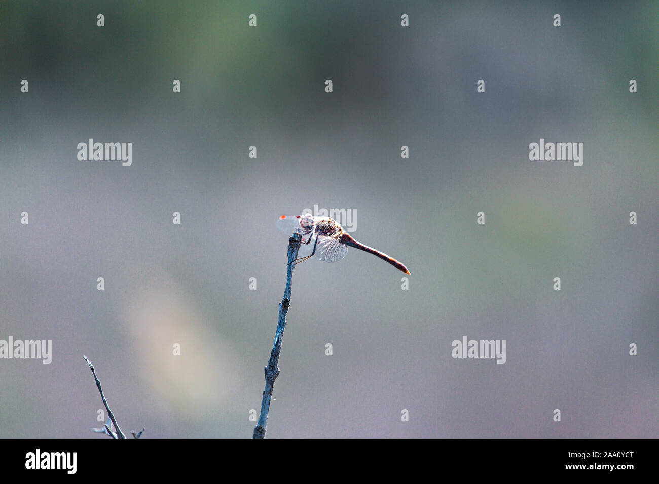 Tiny europee mediterranee chaser firefly sulla cima di un bastone isolato su uno sfondo sfocato Foto Stock