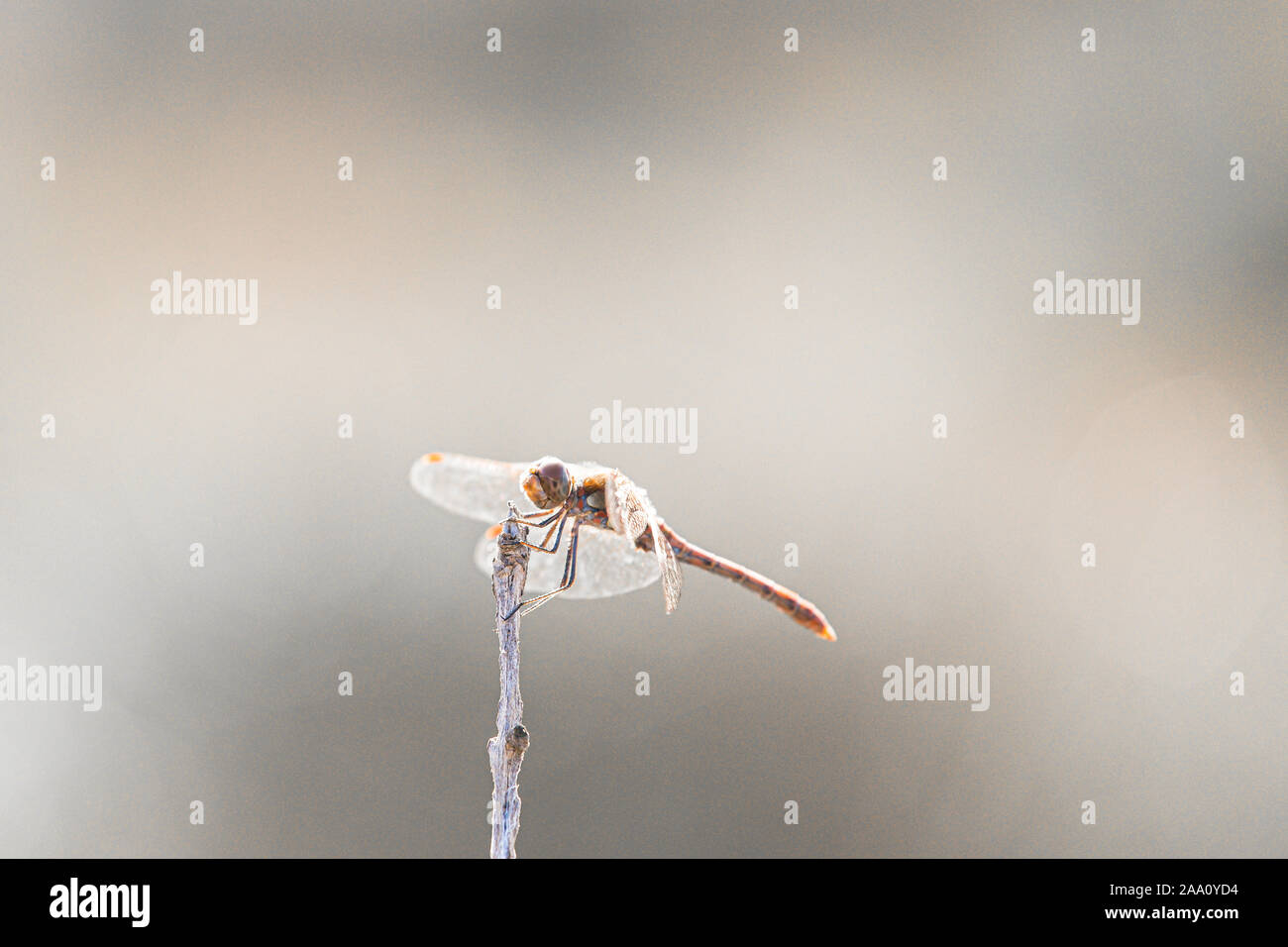 Tiny europee mediterranee chaser firefly sulla cima di un bastone isolato su uno sfondo sfocato Foto Stock