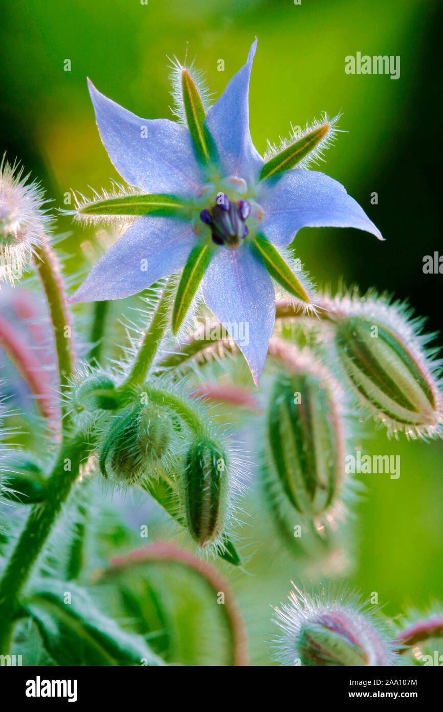 Bluete des Borretsch (borragine officinalis) / Fiori di borragine (borragine officinalis) Foto Stock